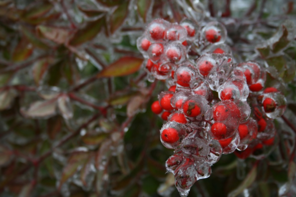 One for the Books: Decked with Holly