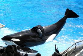 Tilikum the Whale