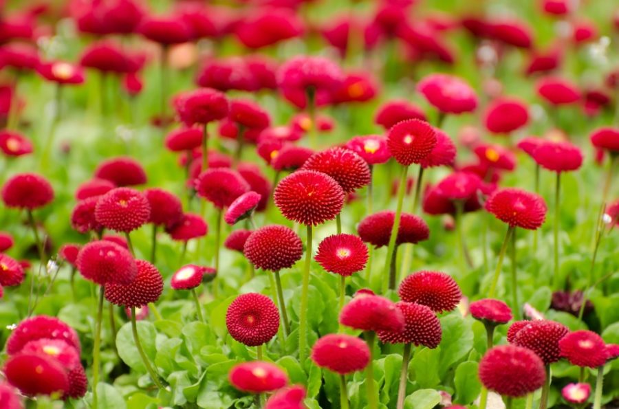 Object+Gardening+Summer+Red+Flower+Macro+Spring