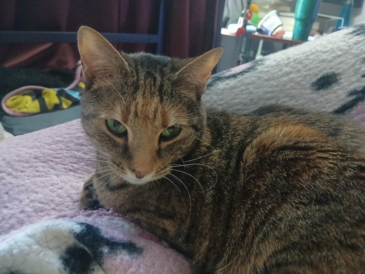 Nala serving face on my bed 