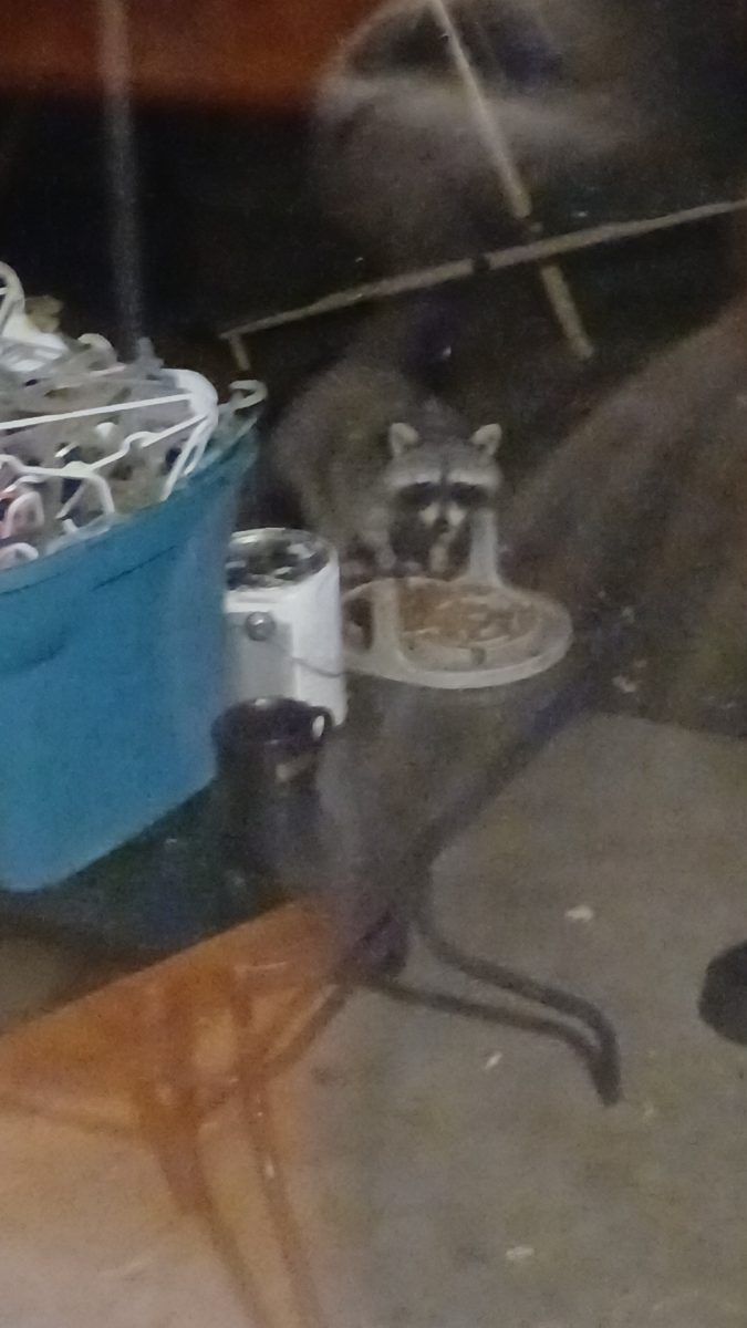 Raccoon eating the outside cats food 