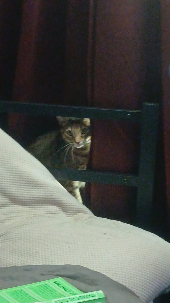 Nala looking through my bed frame at me 