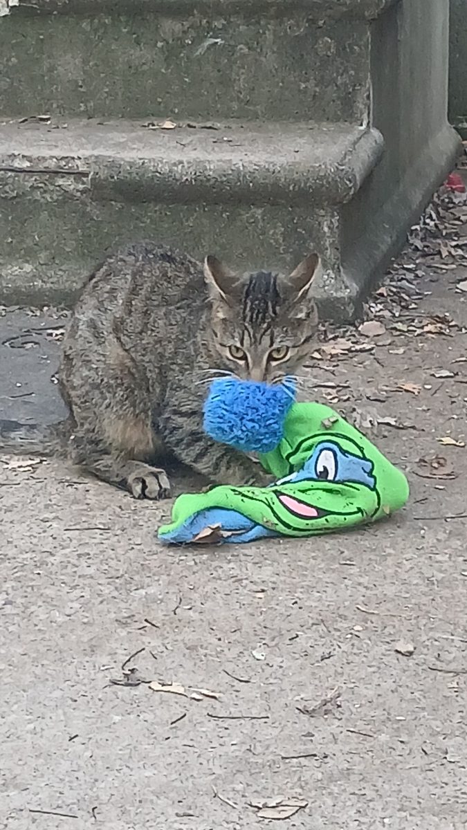 Kippy making biscuits and playing with my brothers beanie 