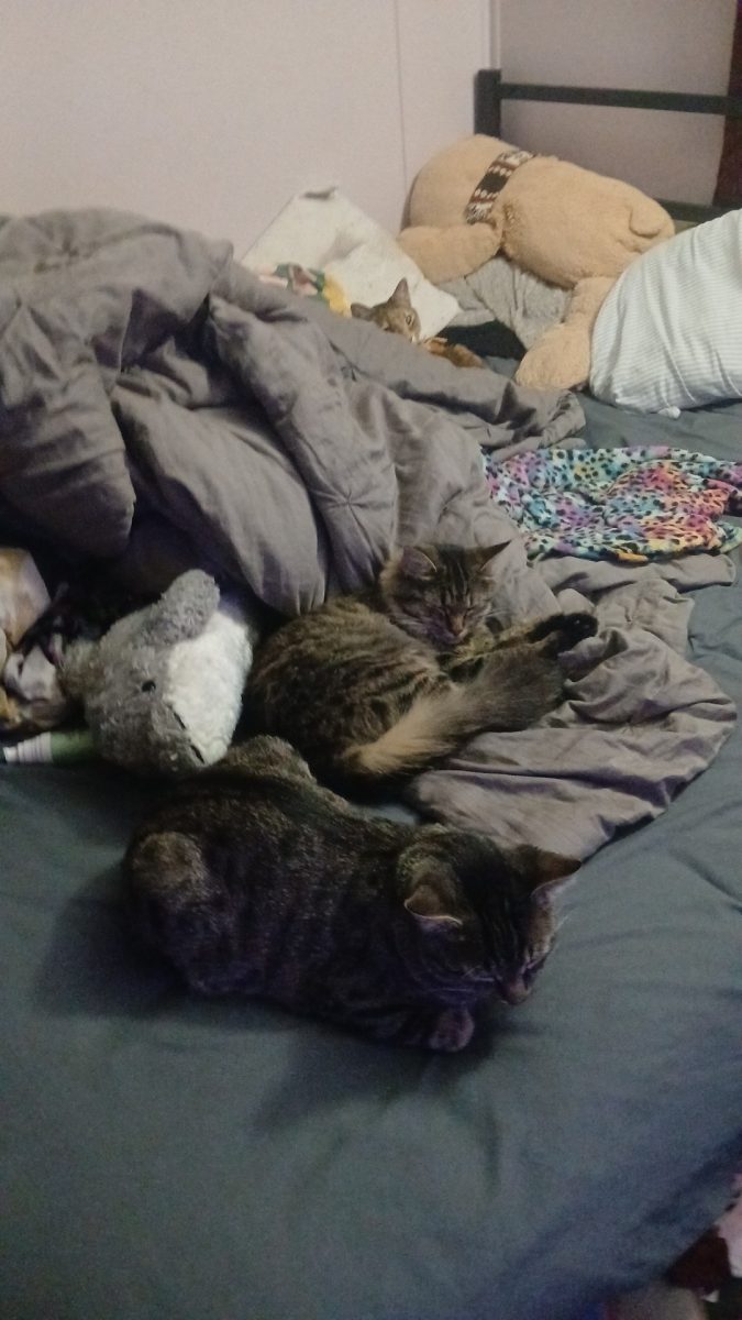 Lucy and Leo laying on my bed
