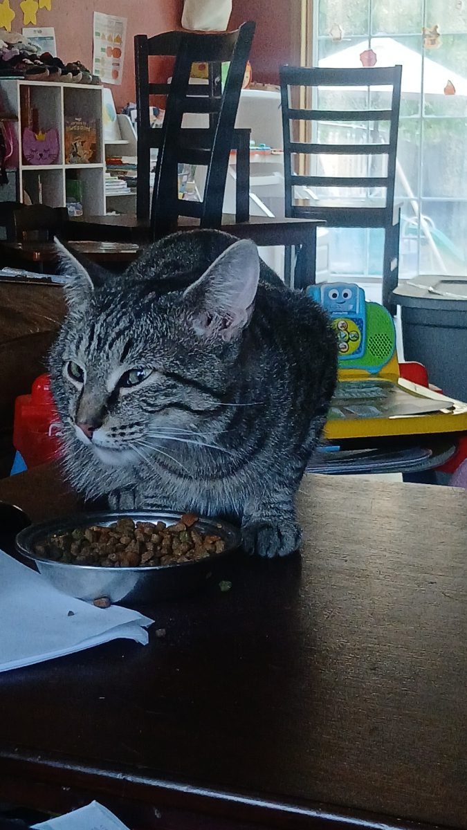 Leo eats cat food and looks in the distance