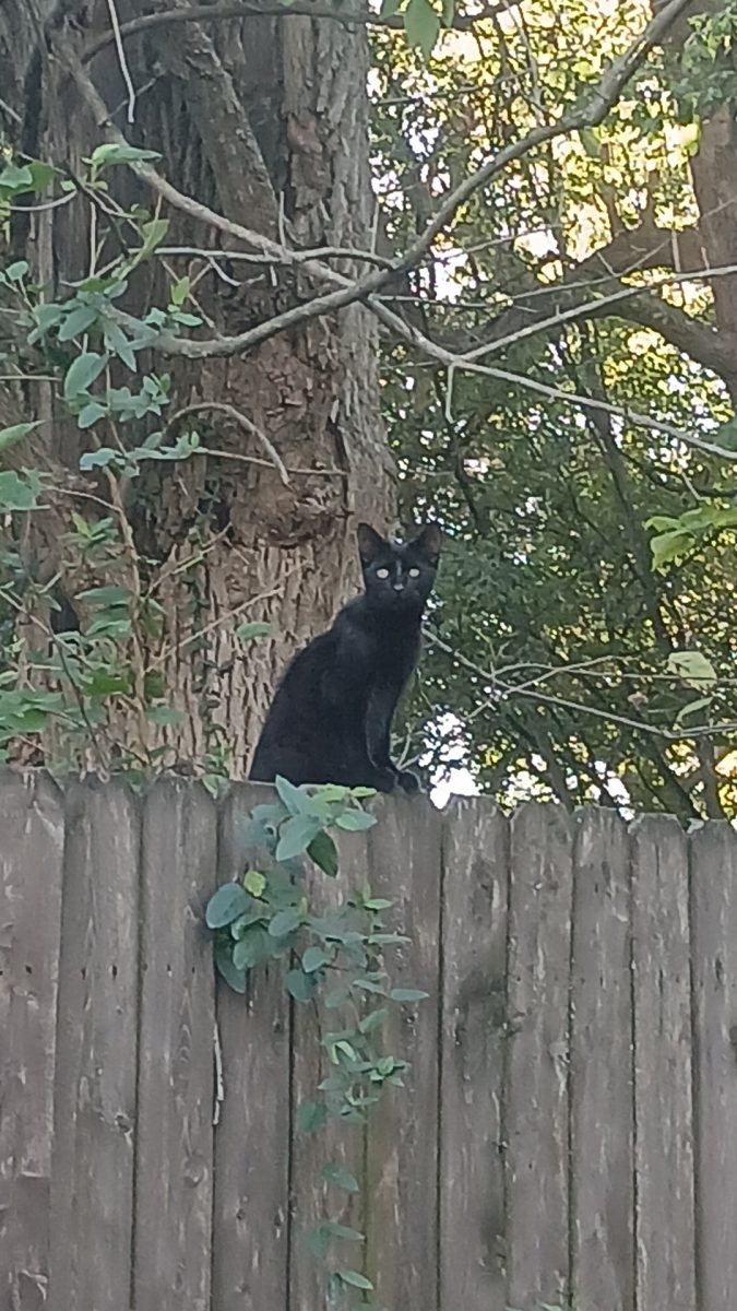 Our outside kitty (not named yet)  sitting on our fence
