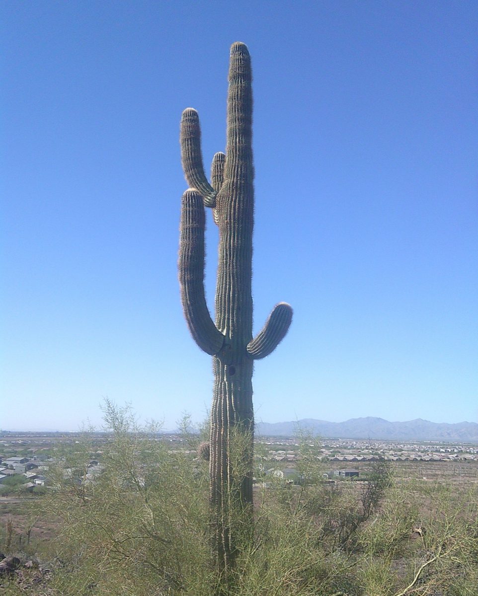 A large saguaro cactus I spotted while hiking with my family. This particular trail was very steep and narrow, my dad even fell at one point. "That cactus is really tall!", Grace peoples exclaimed after seeing the photo. 
