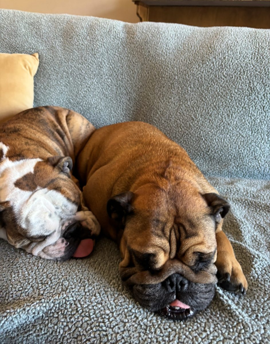 My English Bulldogs, Champ and Mobie, taking a long afternoon nap. English Bulldogs are known for being lazy dogs. "Champ and Mobie are the best dogs.", owner Matt Ricketts stated. 