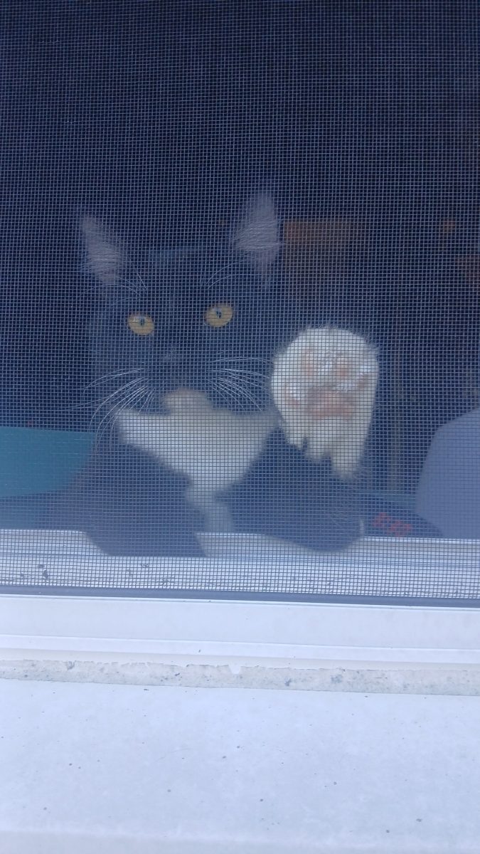 Storm the cat of Katelyn's grandparents, putting his paw on thier window. The cat was wanting to be outside with everyone else, unfortunate since he is not allowed outside. When seeing the cat her grandfather said "yeah he does that, he wants to be outside."