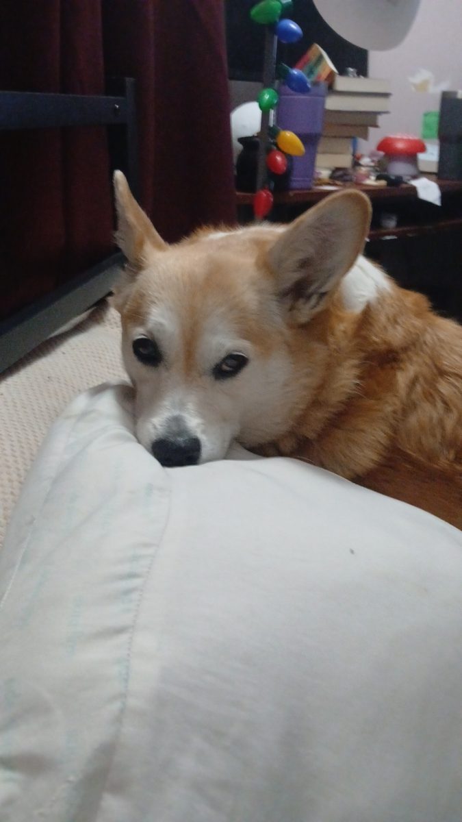 Ck4KTFNuYXBjaGF0LzEzLjY0LjAuNTIgKFNNLVMxNTZWOyBBbmRyb2lkIDE1I1MxNTZWVURTN0NZRjEjMzU7IGd6aXApIFYvTVVTSFJPT00=
