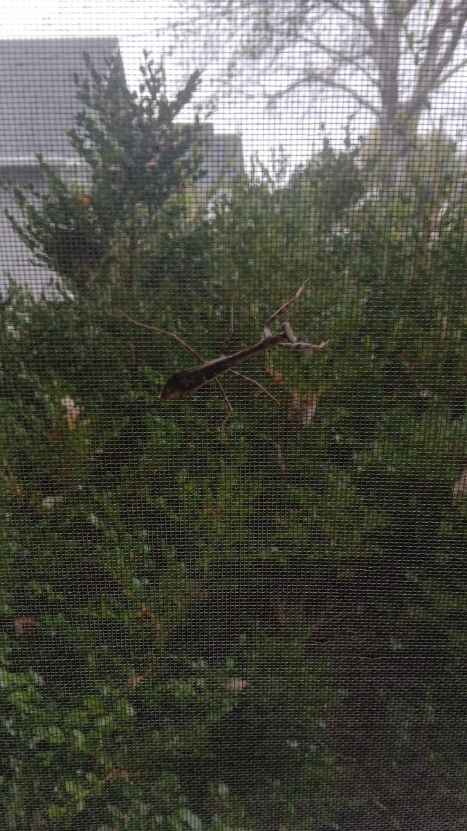 Javier the Praying Mantis on Katelyn's fathers porch. Javier was seen recently for the first time in a while crawling around the porch on a rainy afteroon. When seeing him her father commentd "Sometimes I call him El Henchero."